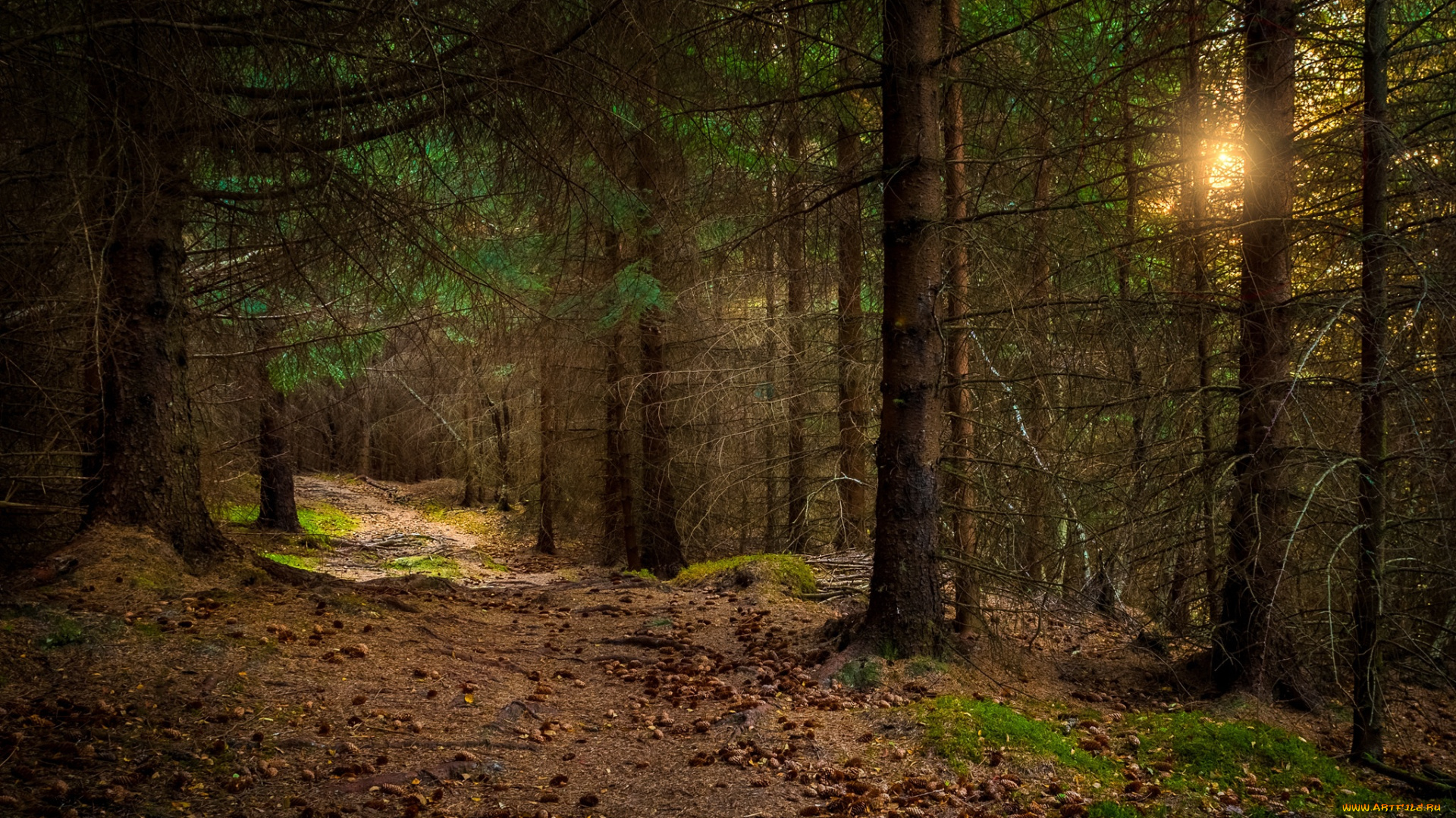 природа, лес, nordland, норвегия, norway, sandnes