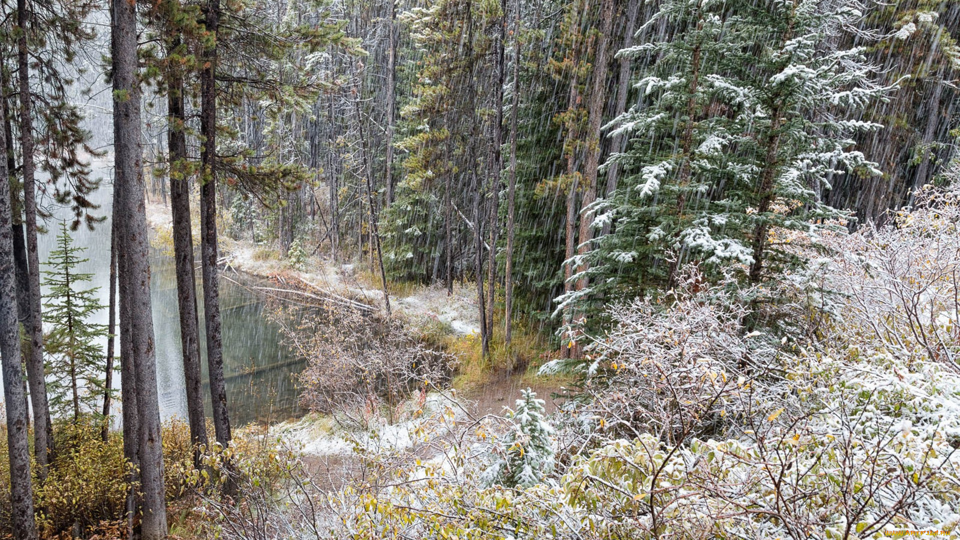 природа, лес, простор