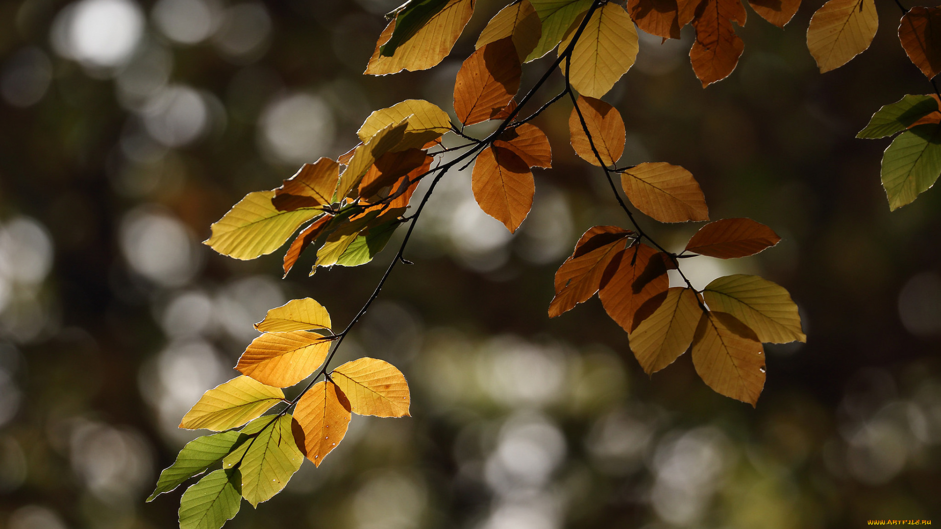 природа, листья, дерево, ветка, осень