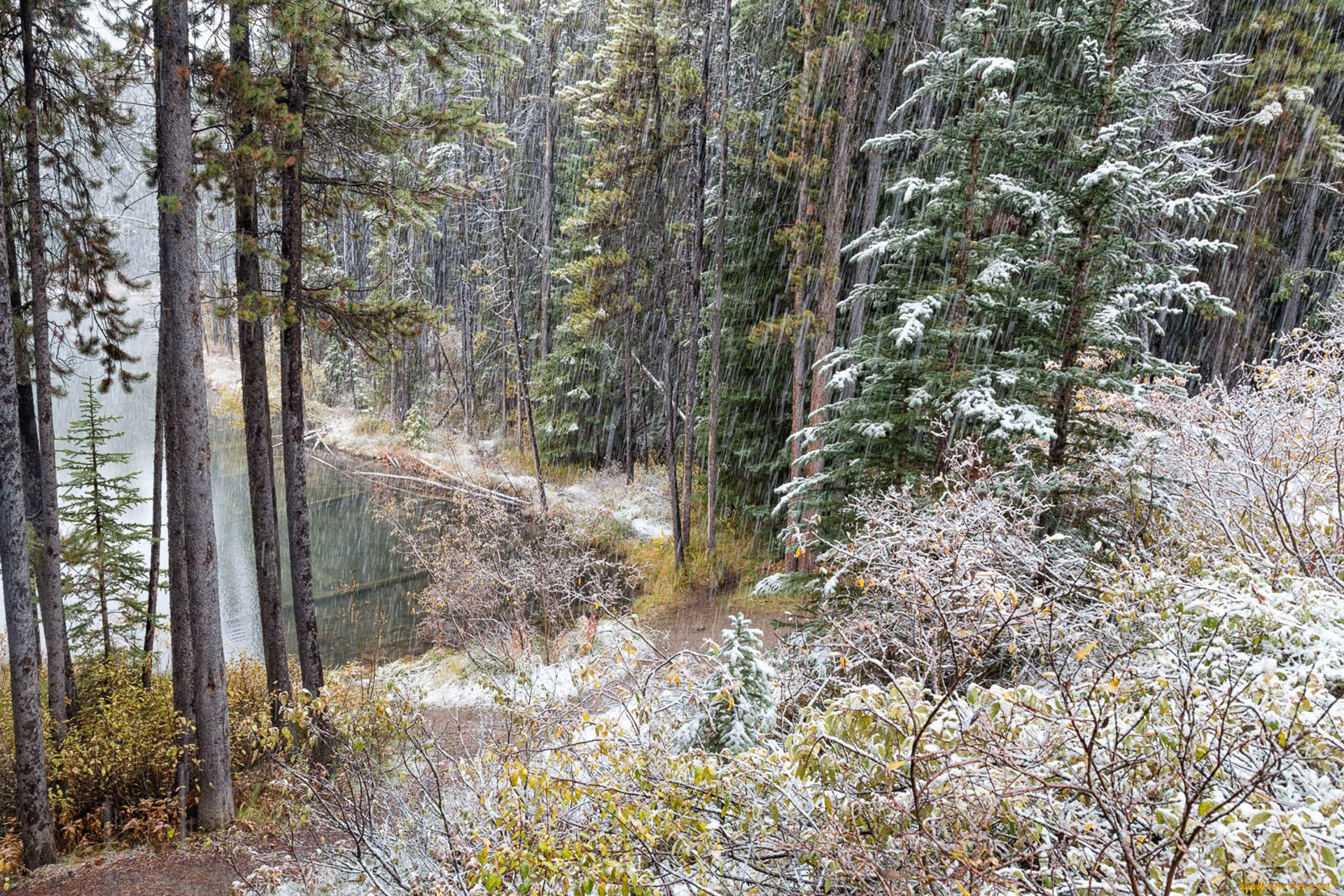 природа, лес, простор