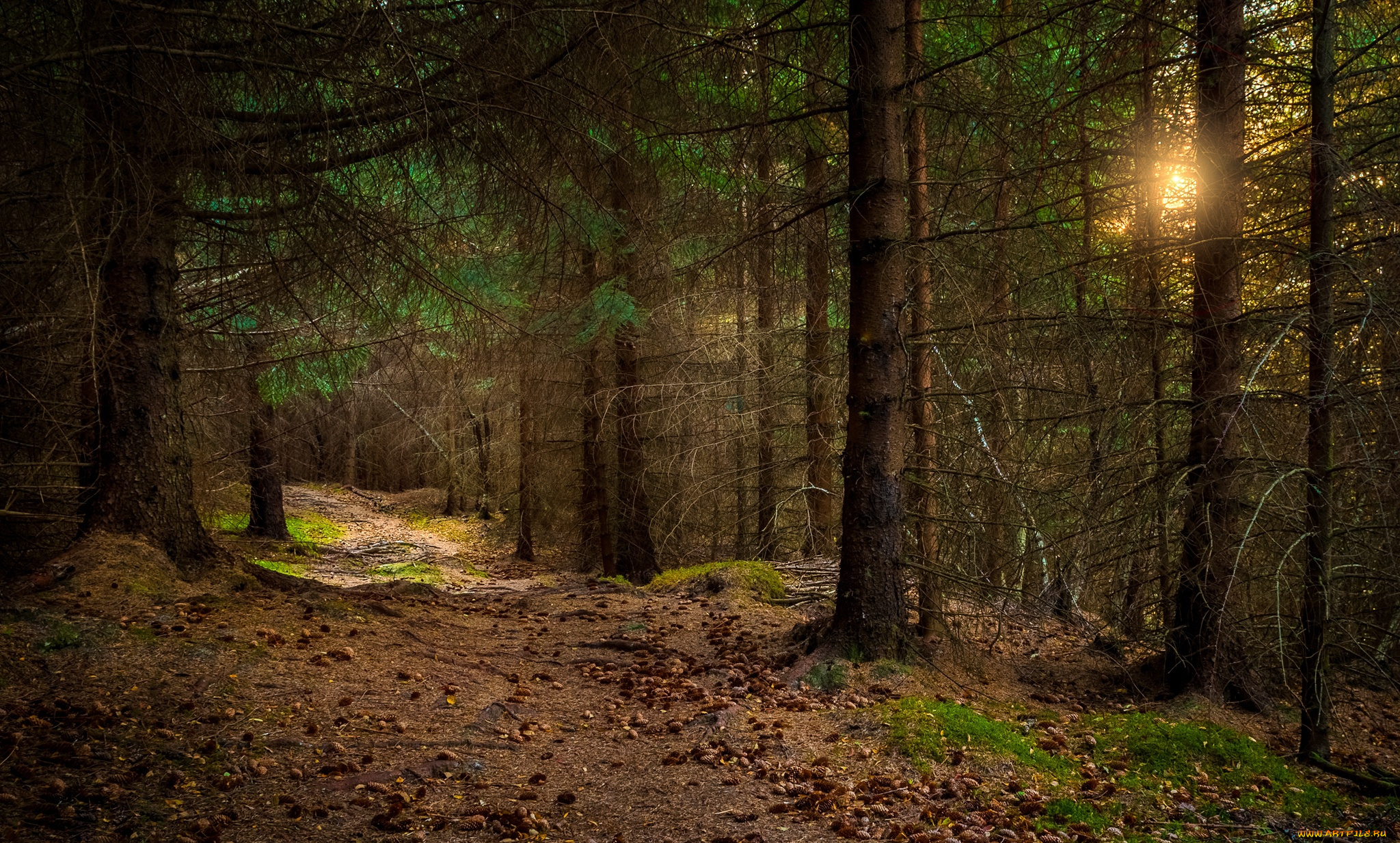 природа, лес, nordland, норвегия, norway, sandnes