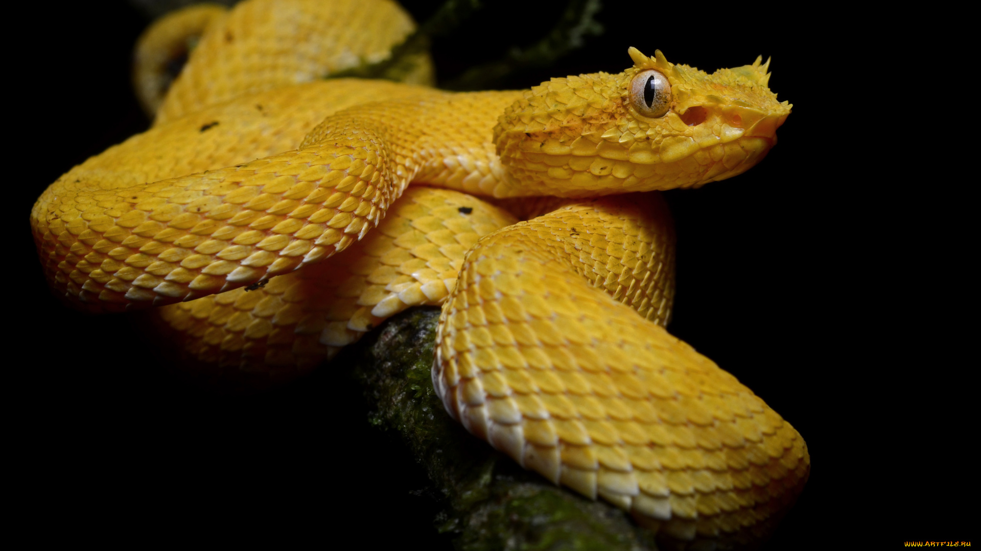 ботропс, животные, змеи, , питоны, , кобры, островной, жёлтый, змея, ядовитый