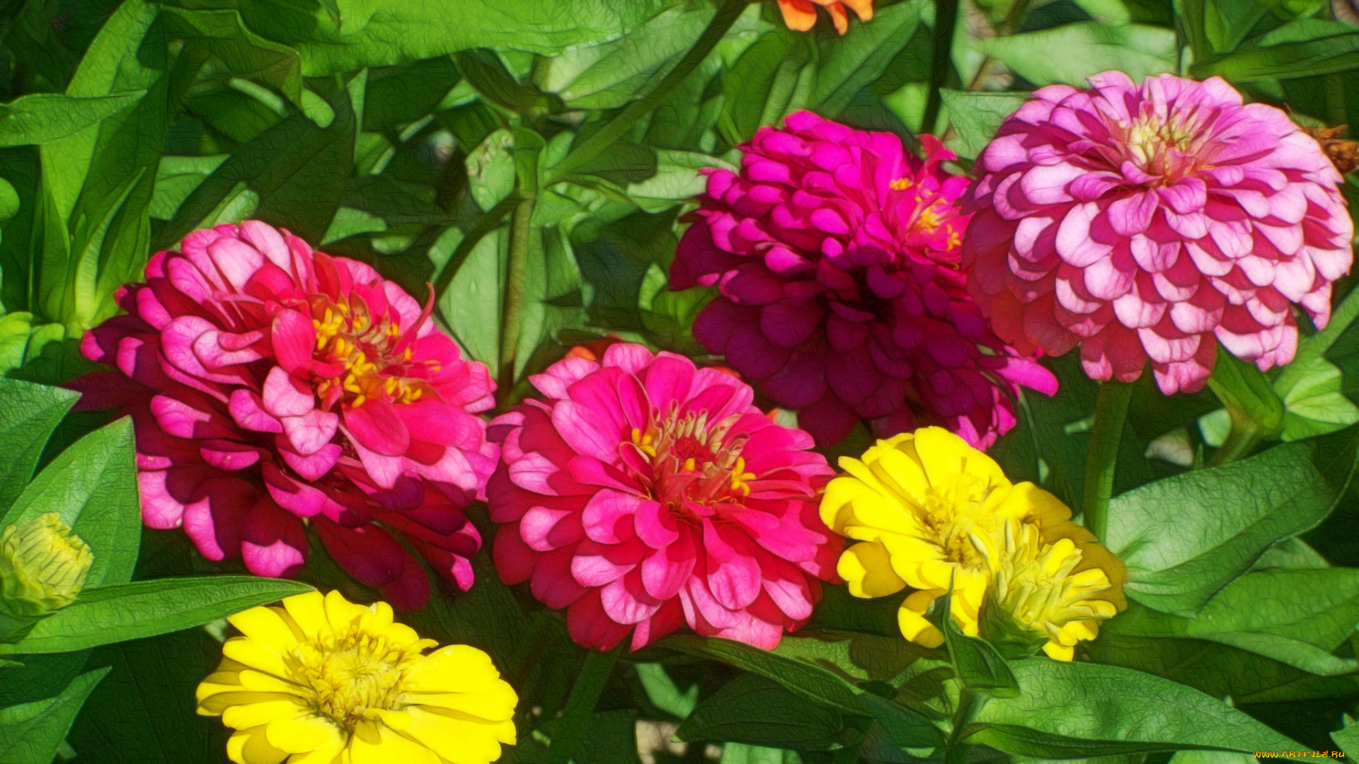 разное, компьютерный, дизайн, цветок, лепестки