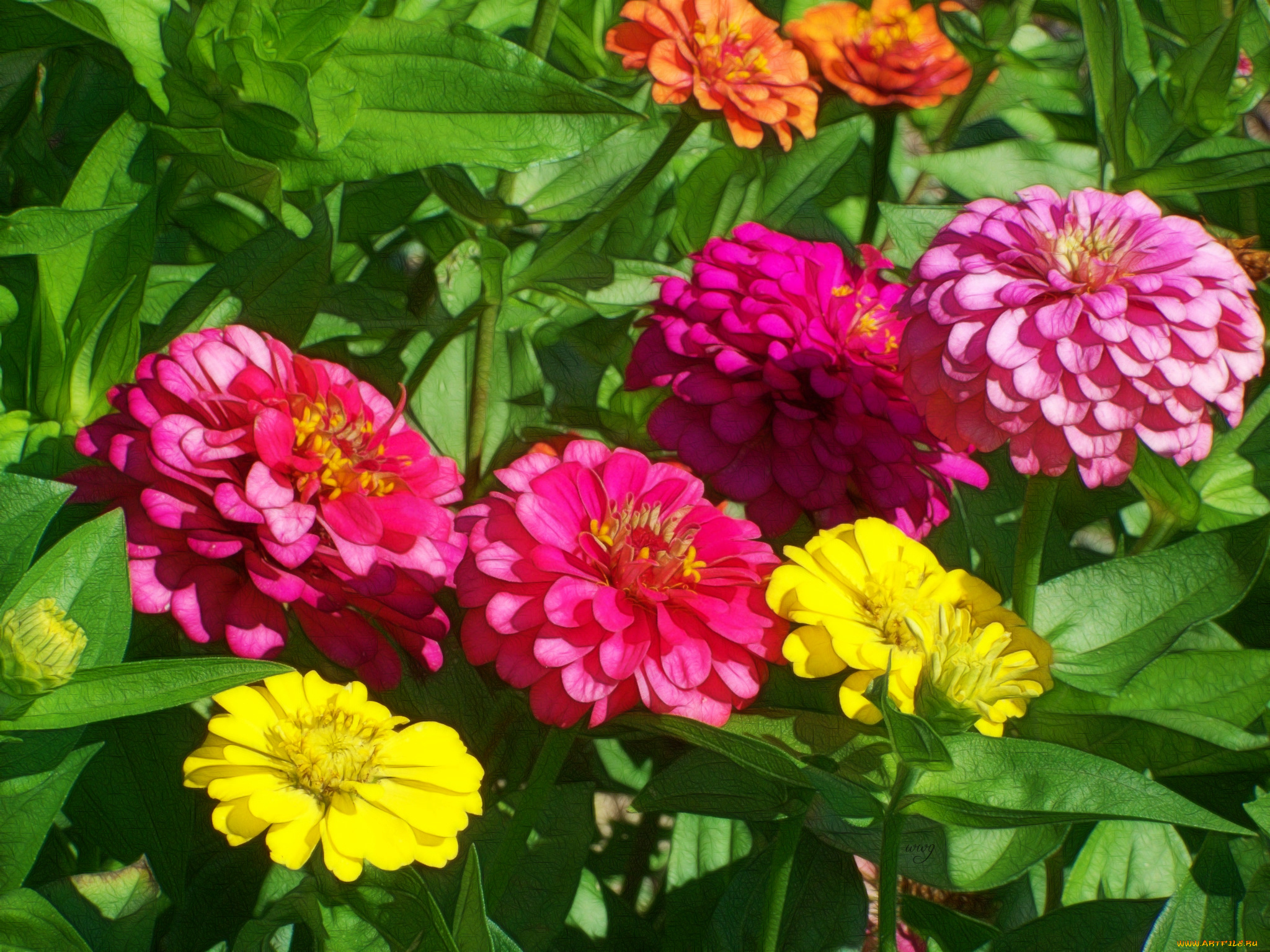 разное, компьютерный, дизайн, цветок, лепестки