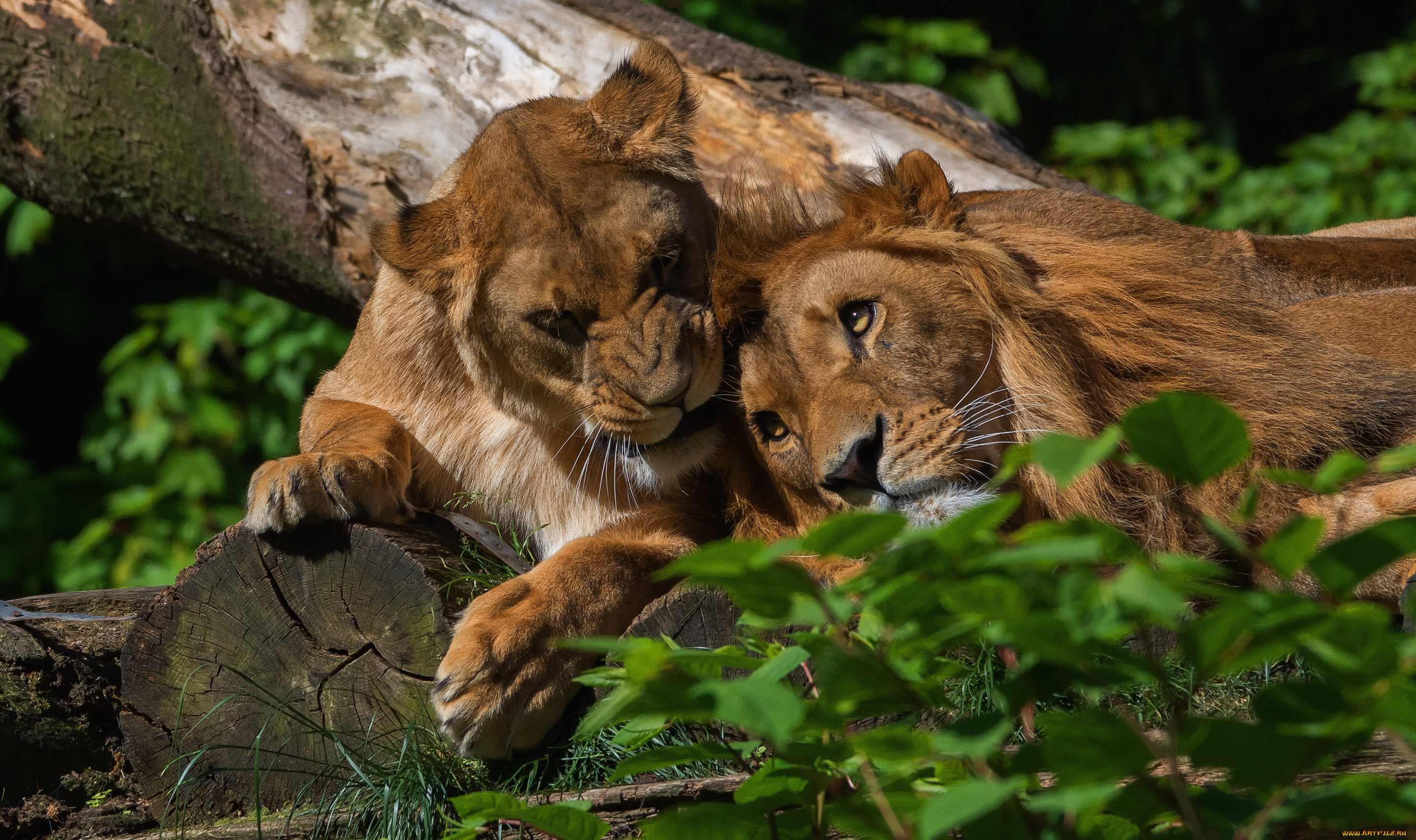 животные, львы, нежность, лев, уют, поза, природа, пара, любовь, свет, листья, самец, самка, лежат, морда, взгляд, глаза, лето, зелень, семья, лапы, львица, дуэт, парочка, отношения, два, брёвна, дикие, кошки, бревно