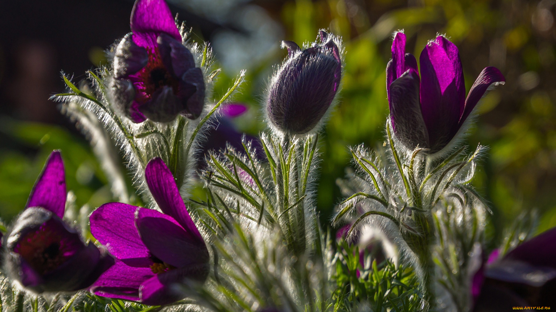 цветы, анемоны, , сон-трава, сон-трава