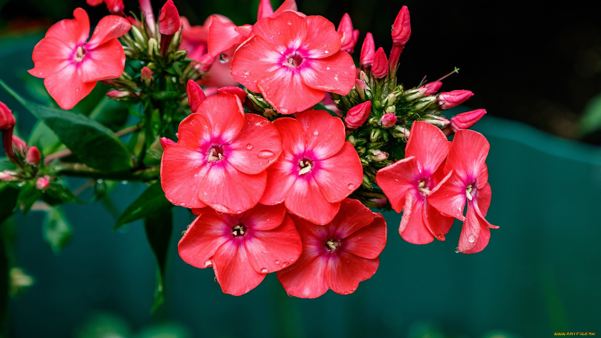 цветы, флоксы, алый