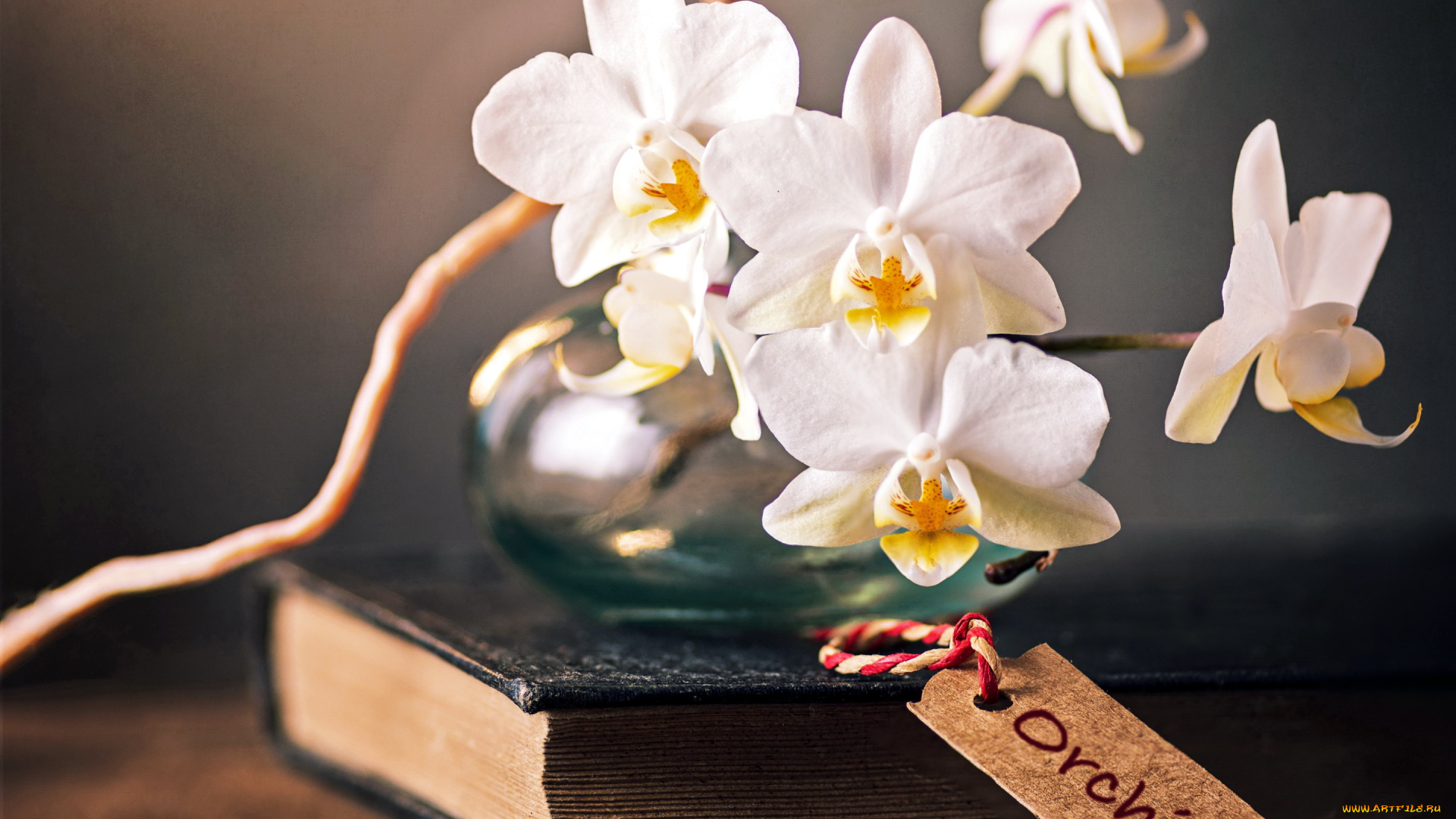 цветы, орхидеи, экзотика