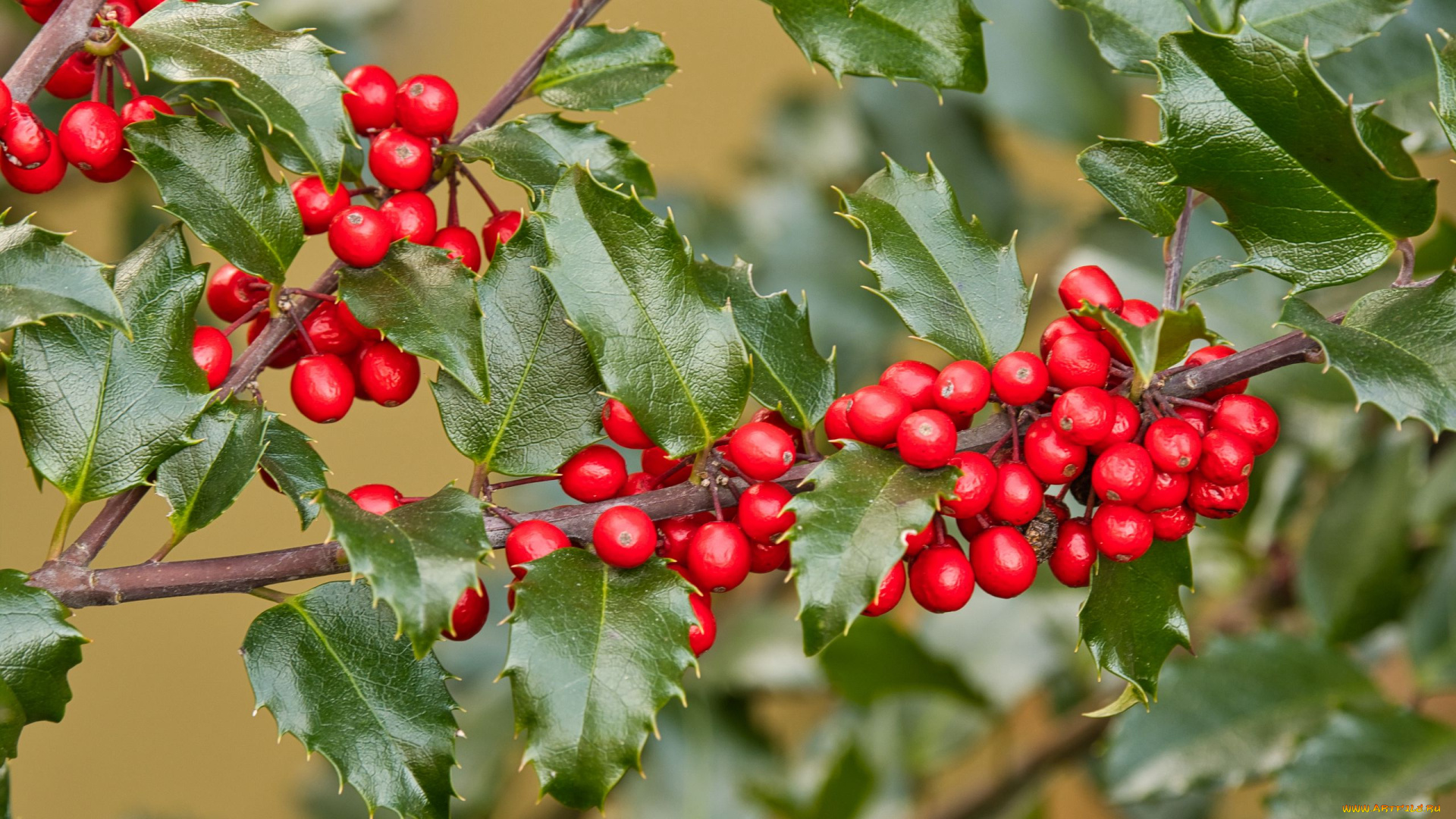 holly, berries, ilex, opaca, американский, остролист, природа, ягоды, holly, berries, ilex, opaca, американский, остролист