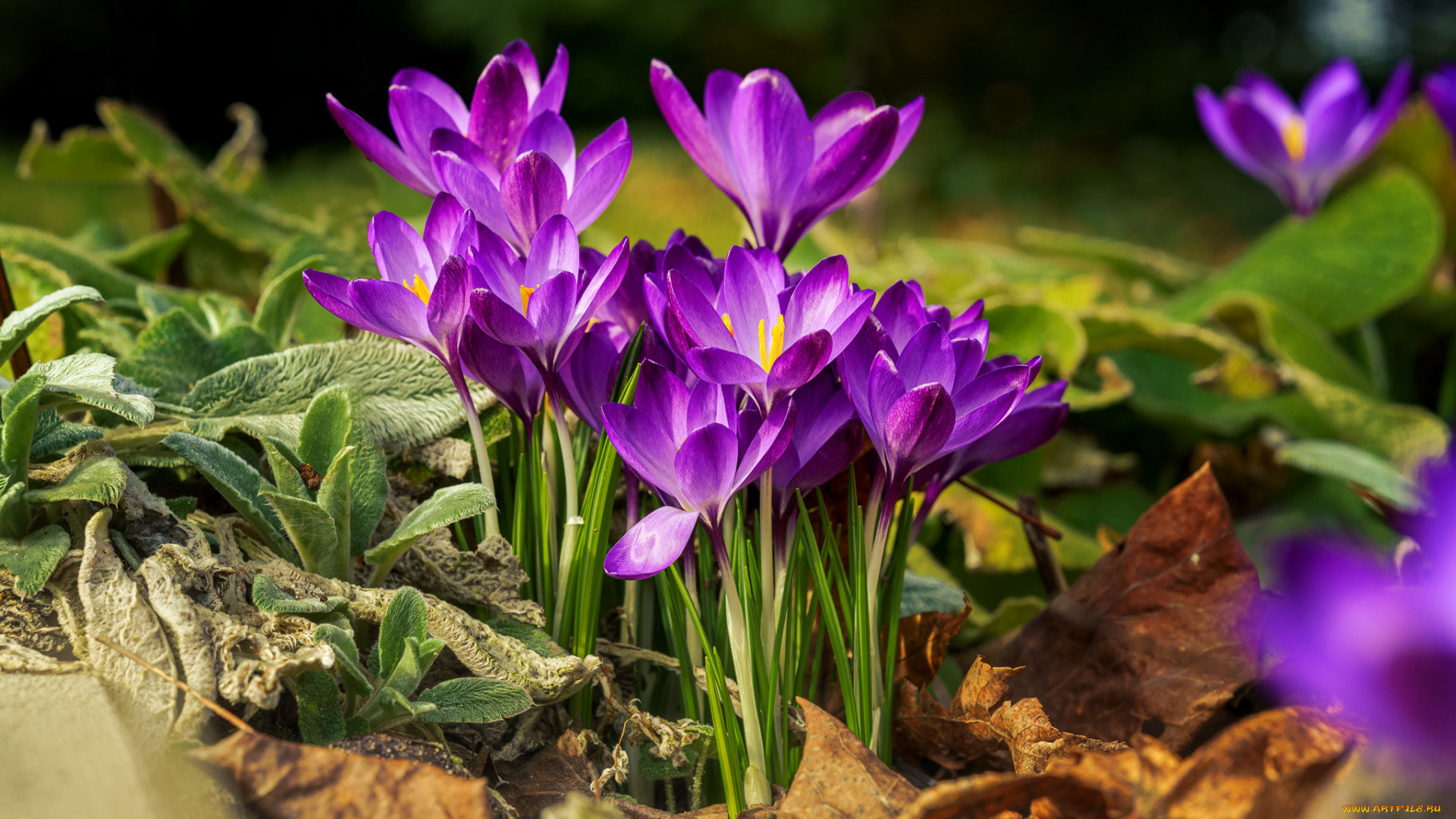 цветы, крокусы