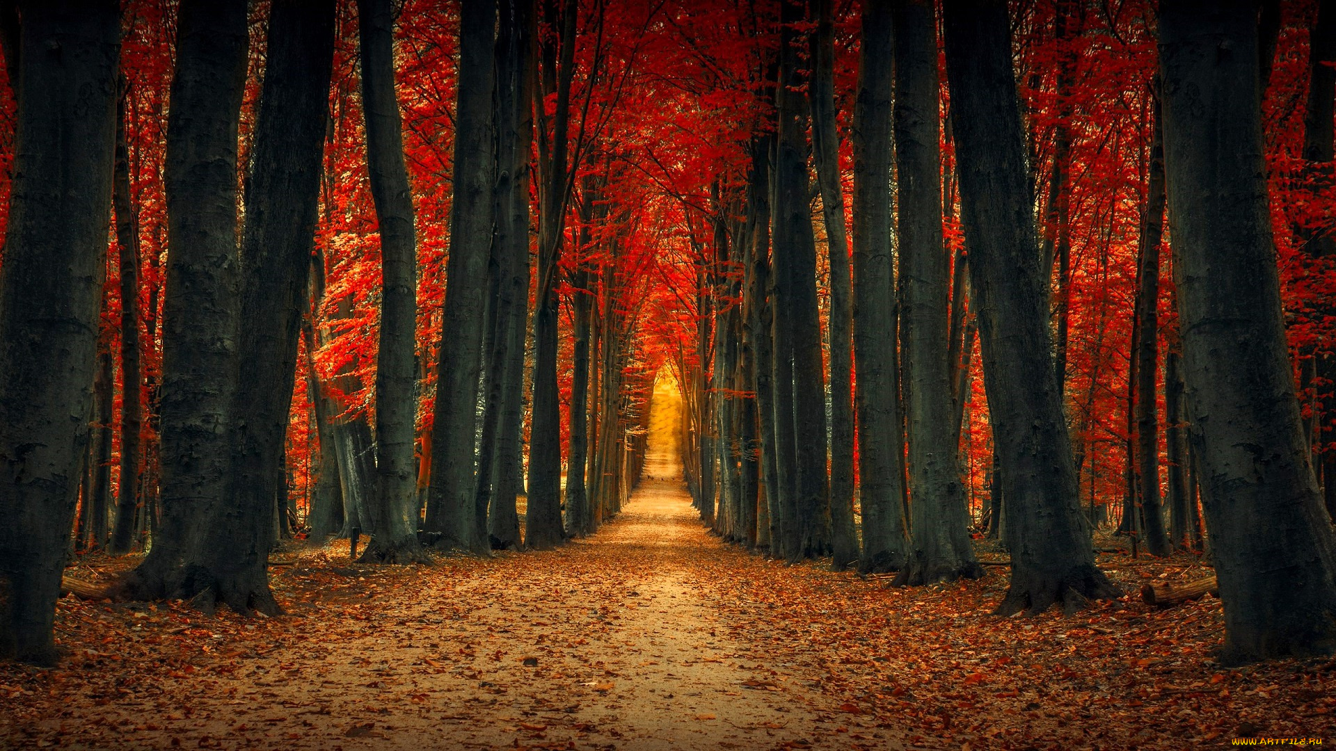 природа, лес, осень, листья, дорога