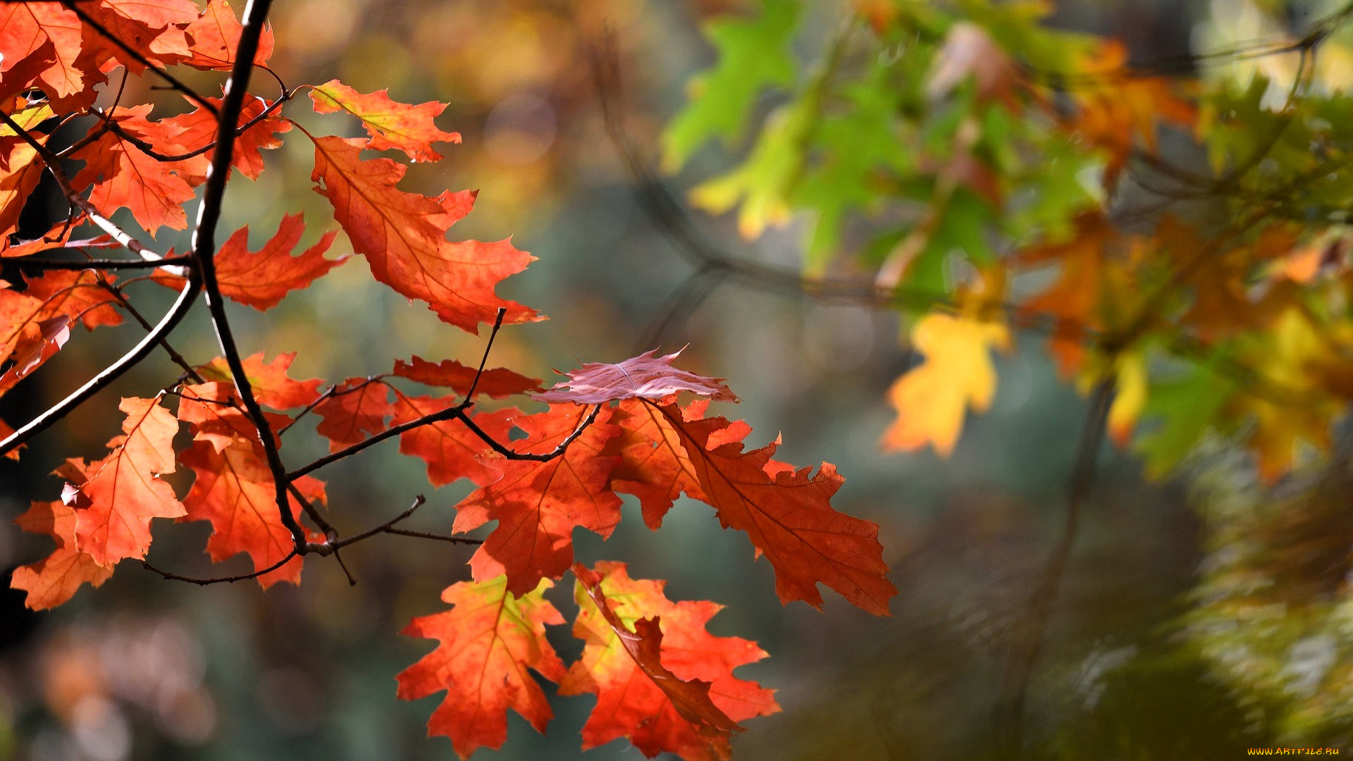 природа, листья, ветки, осень, дубы