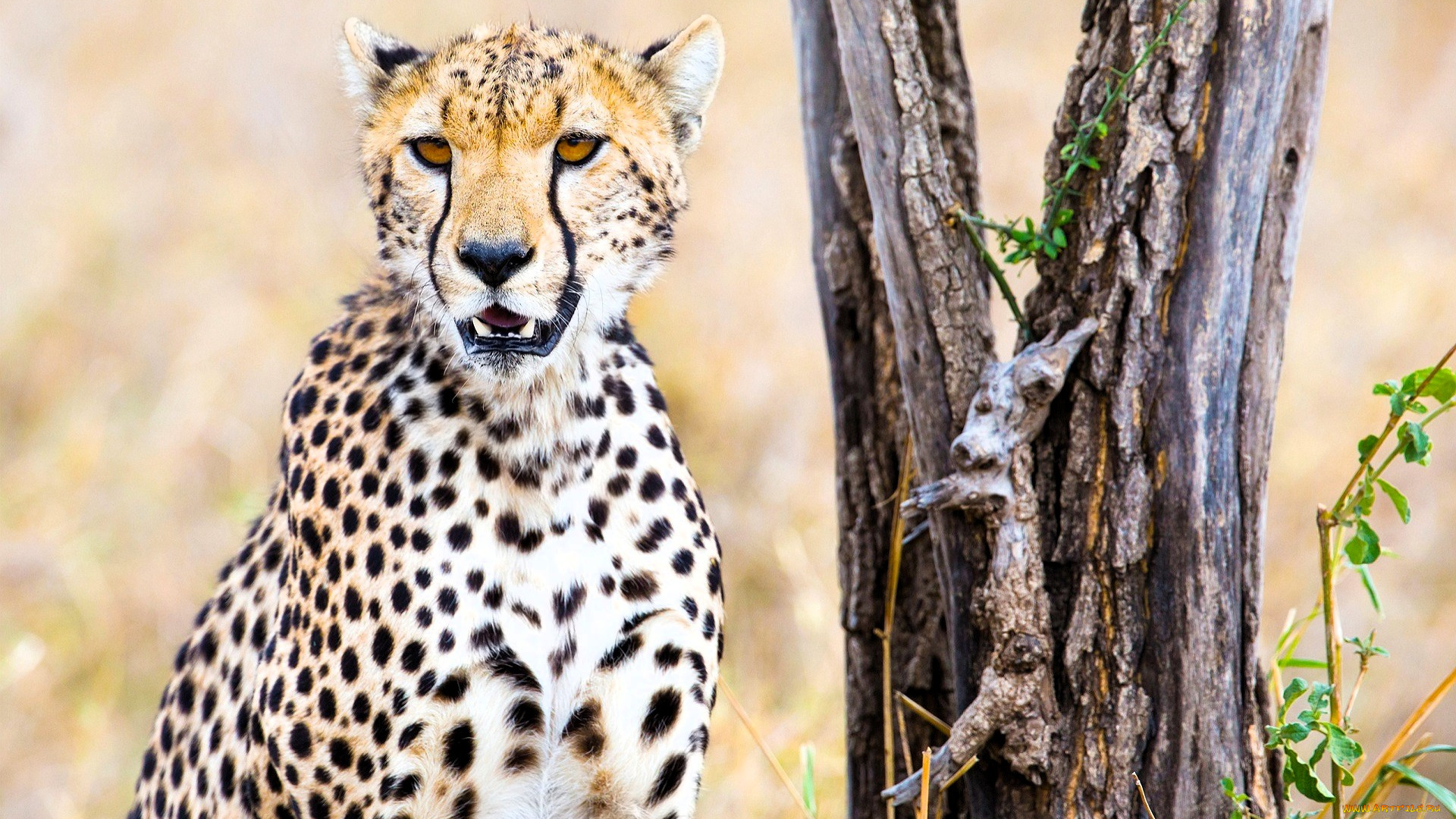 животные, гепарды, гепард, дерево