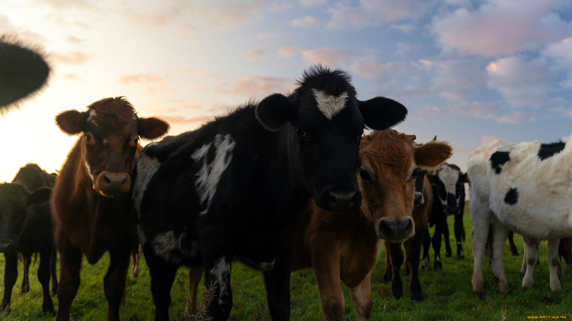 животные, коровы, , буйволы, телята, стадо, лужайка