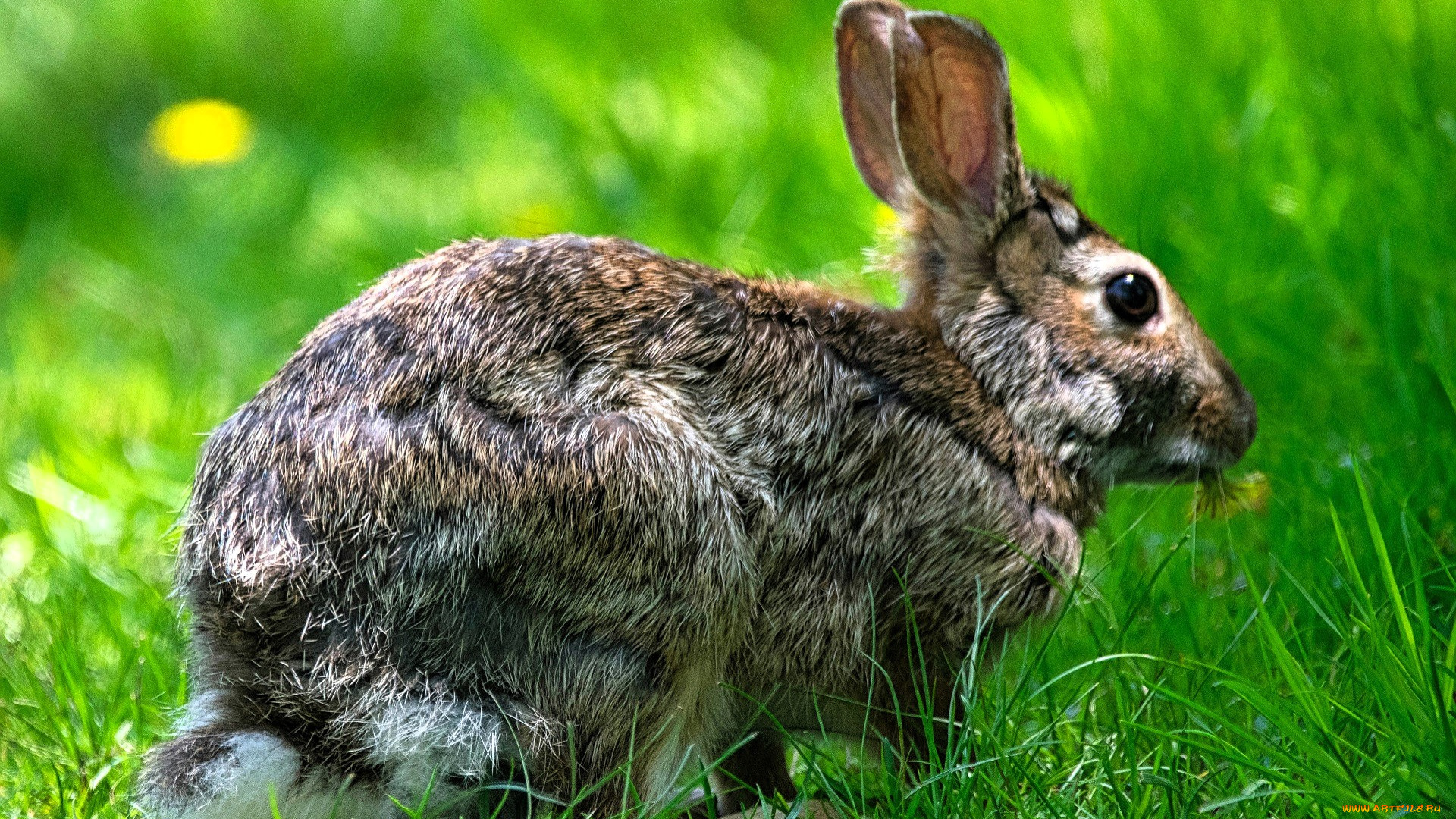животные, кролики, , зайцы, заяц, трава, поляна