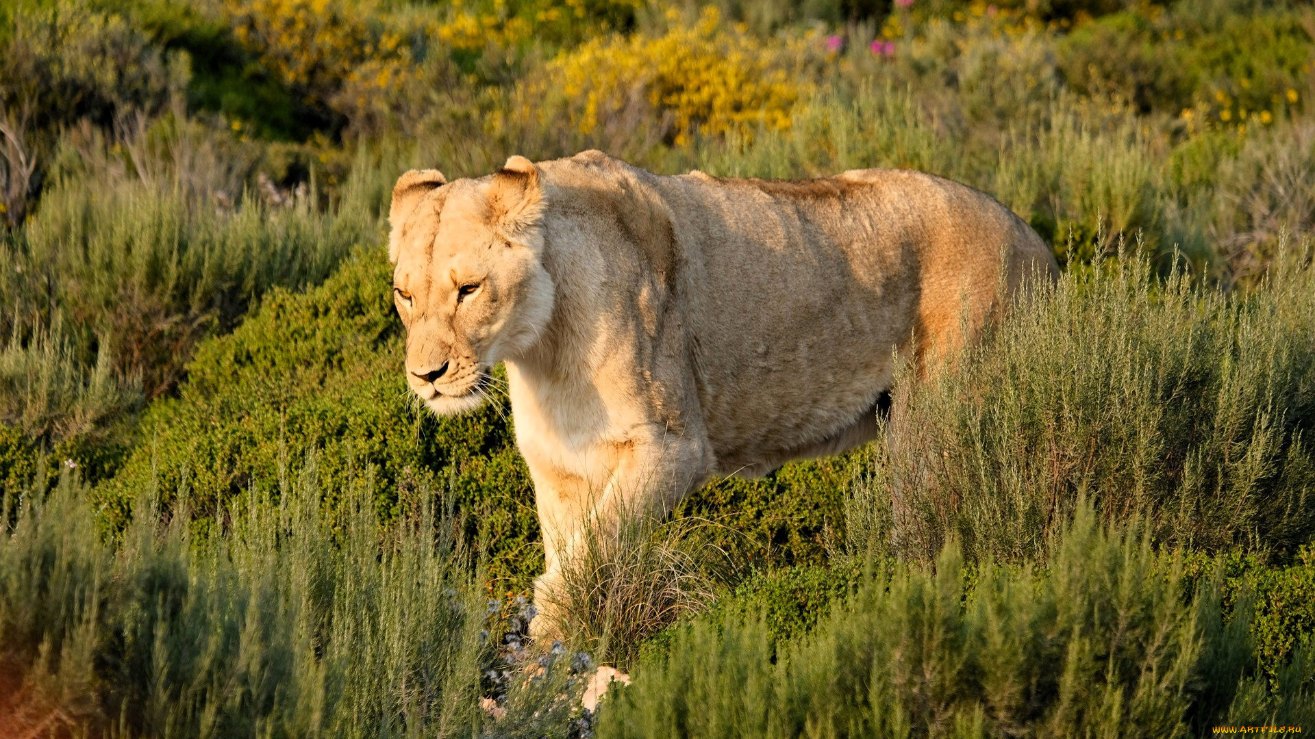 животные, львы, львица, трава, кусты