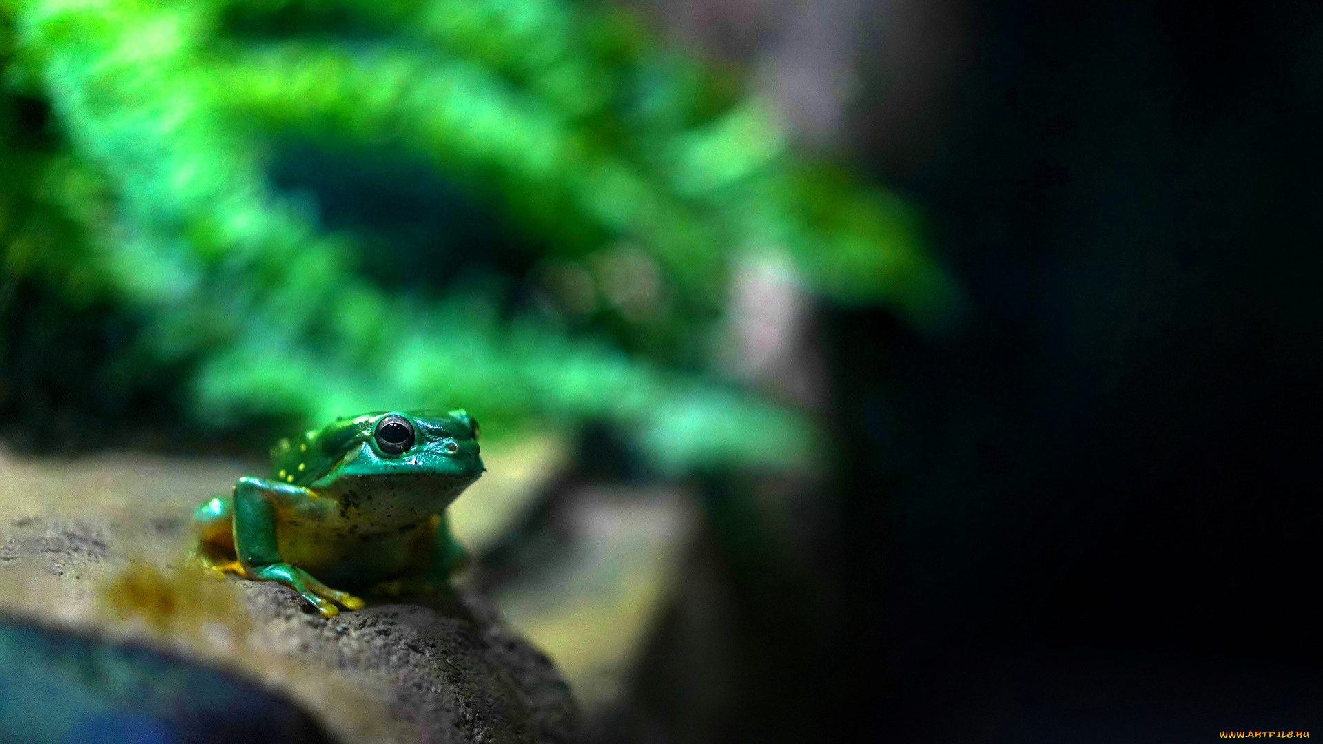 животные, лягушки, лягушка, папоротник