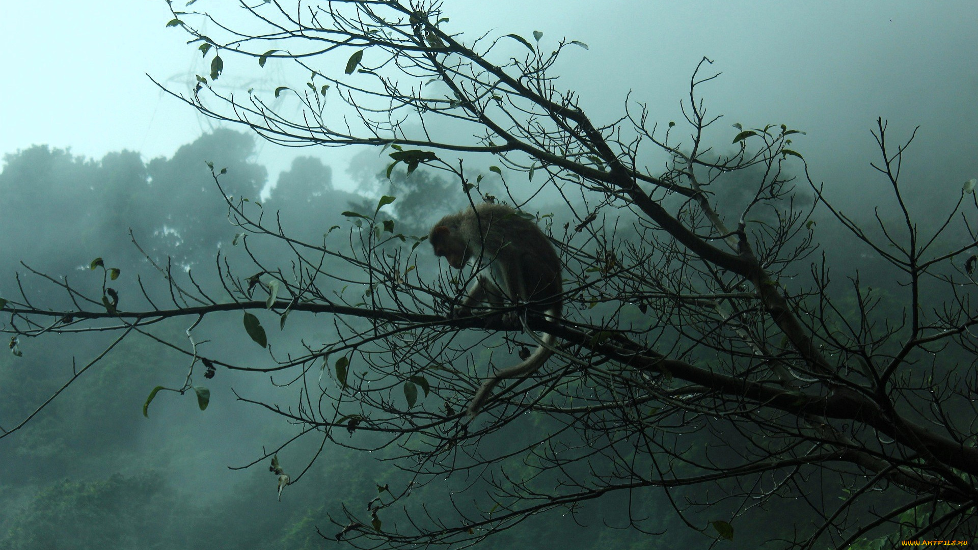 животные, обезьяны, обезьяна, ветка, деревья, туман
