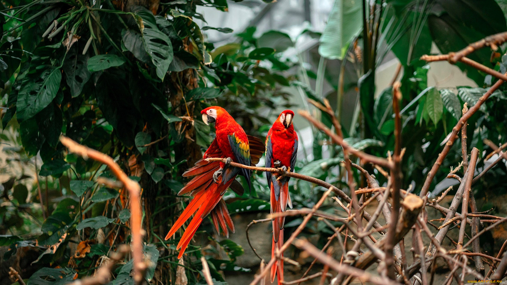 животные, попугаи, ара, ветки