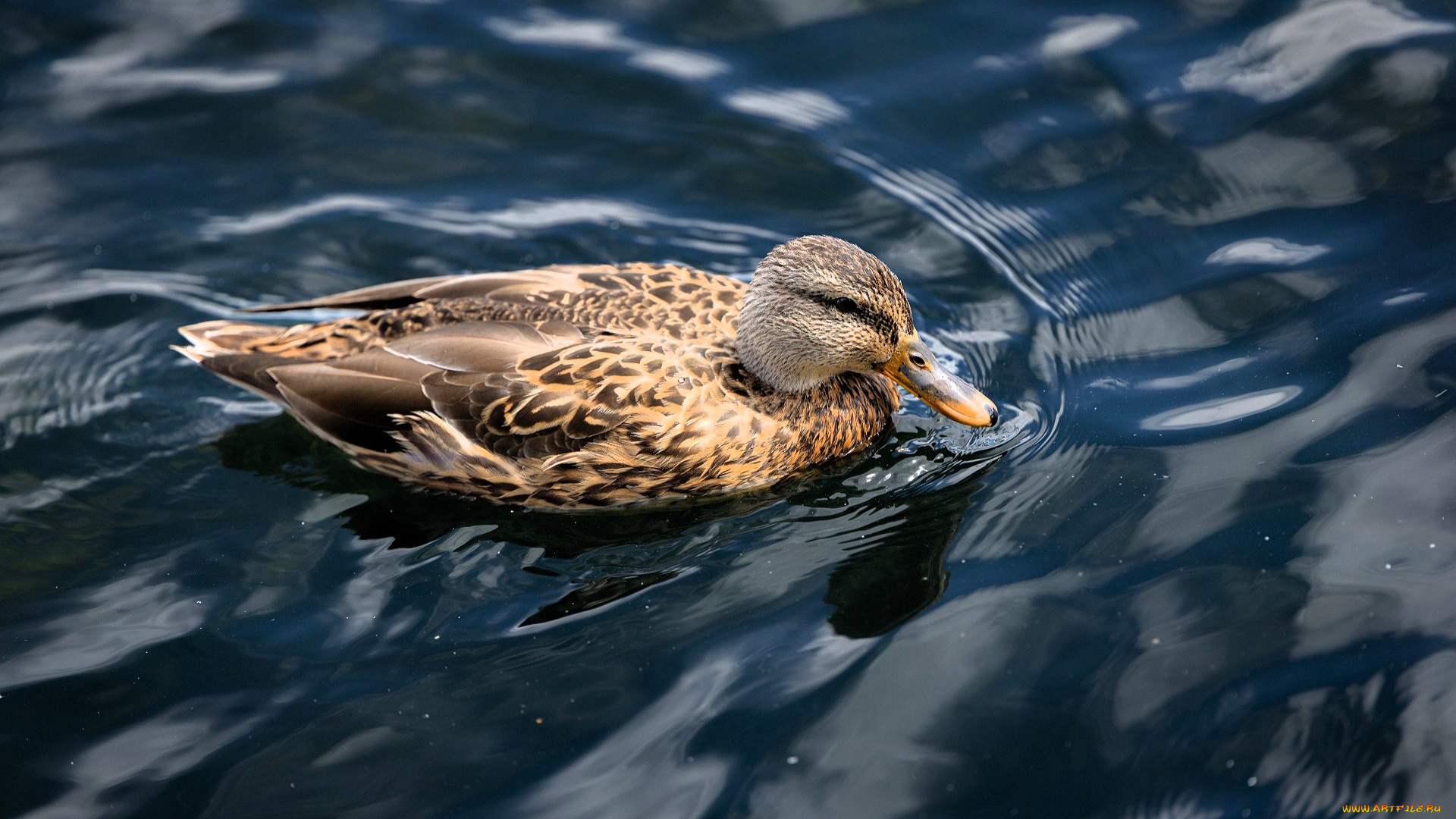 животные, утки, утка, птица, вода
