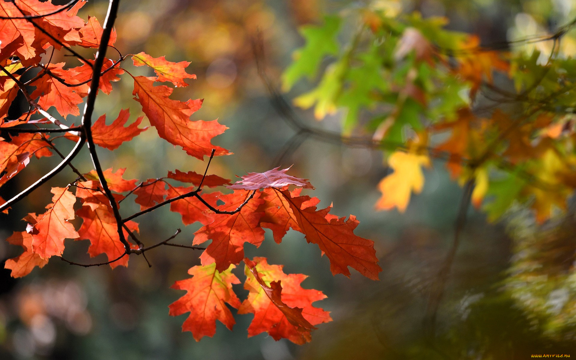 природа, листья, ветки, осень, дубы