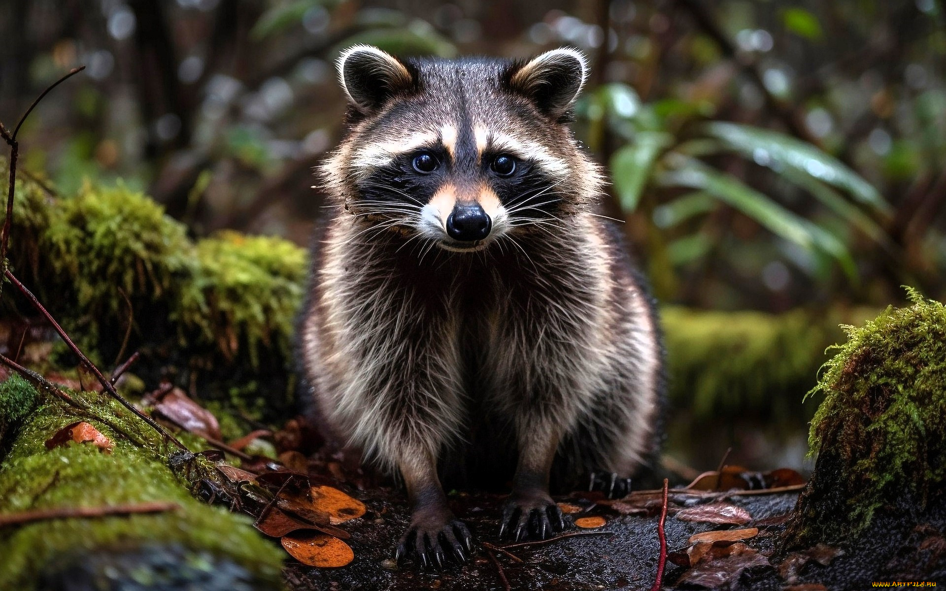 разное, компьютерный, дизайн, енот, листья, мох