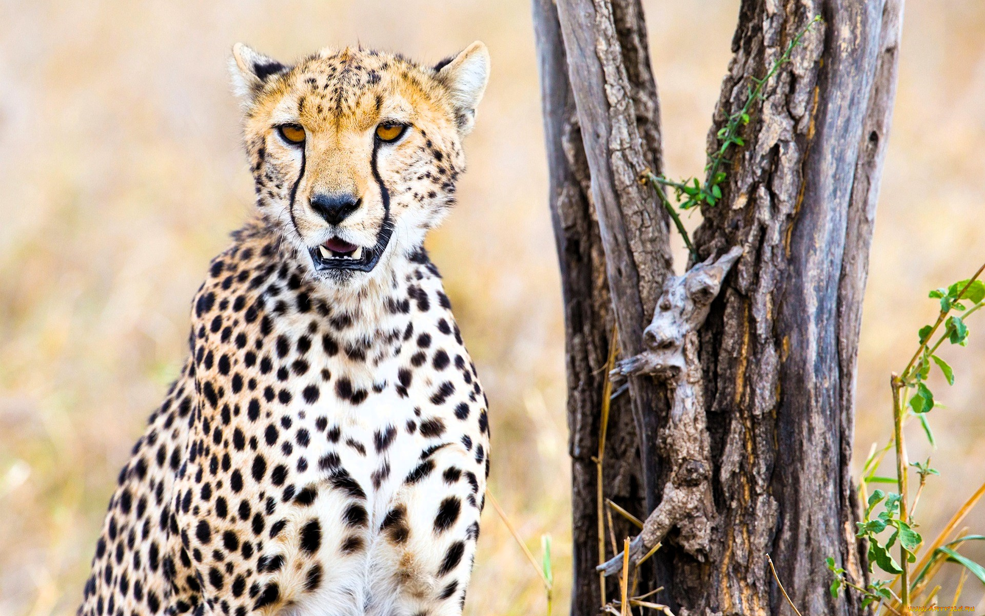 животные, гепарды, гепард, дерево