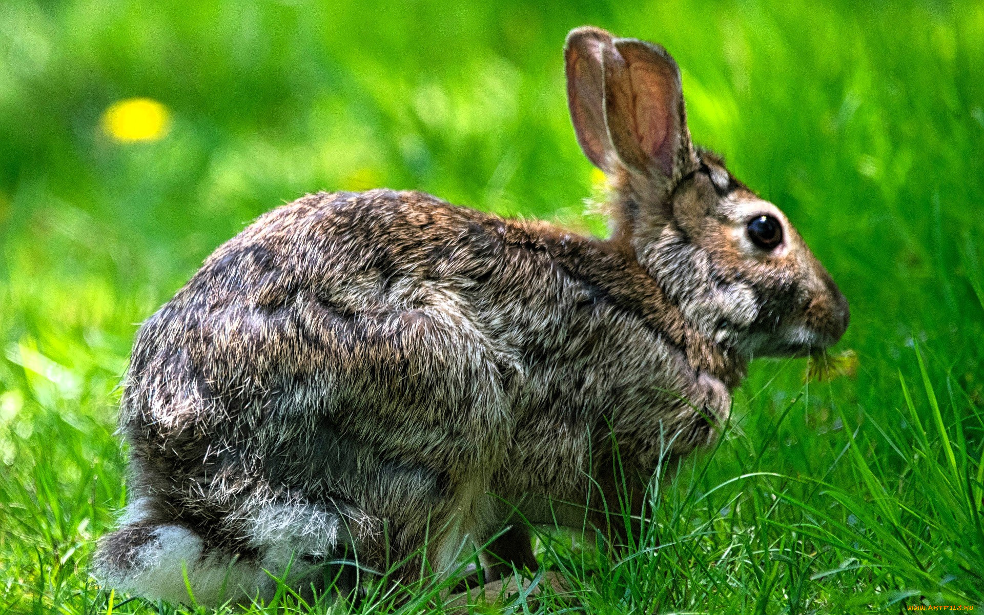 животные, кролики, , зайцы, заяц, трава, поляна