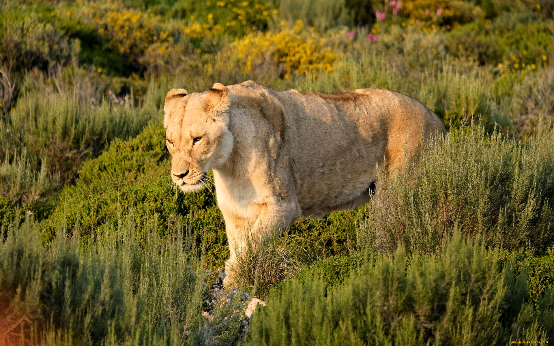 животные, львы, львица, трава, кусты