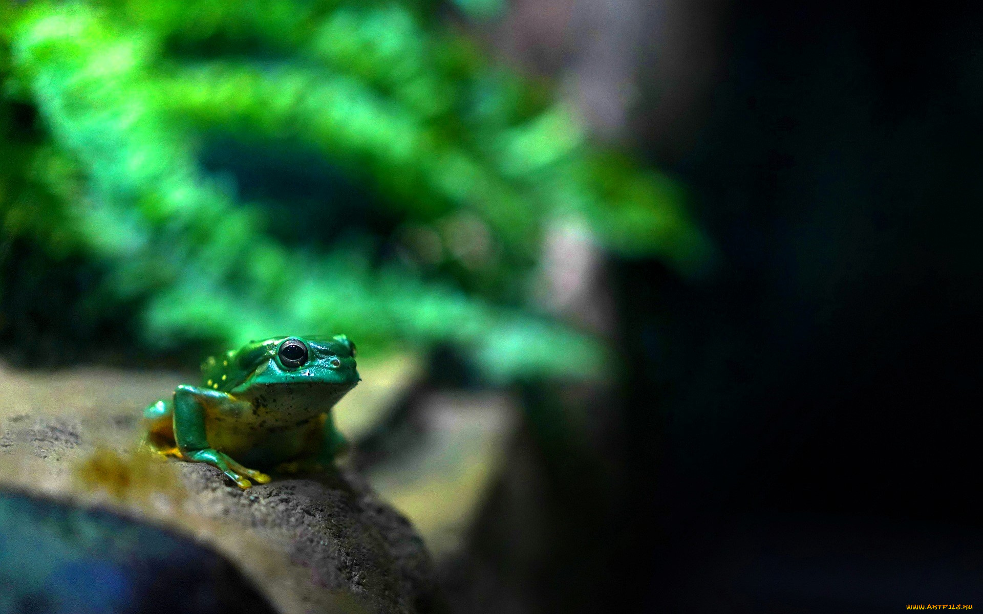 животные, лягушки, лягушка, папоротник