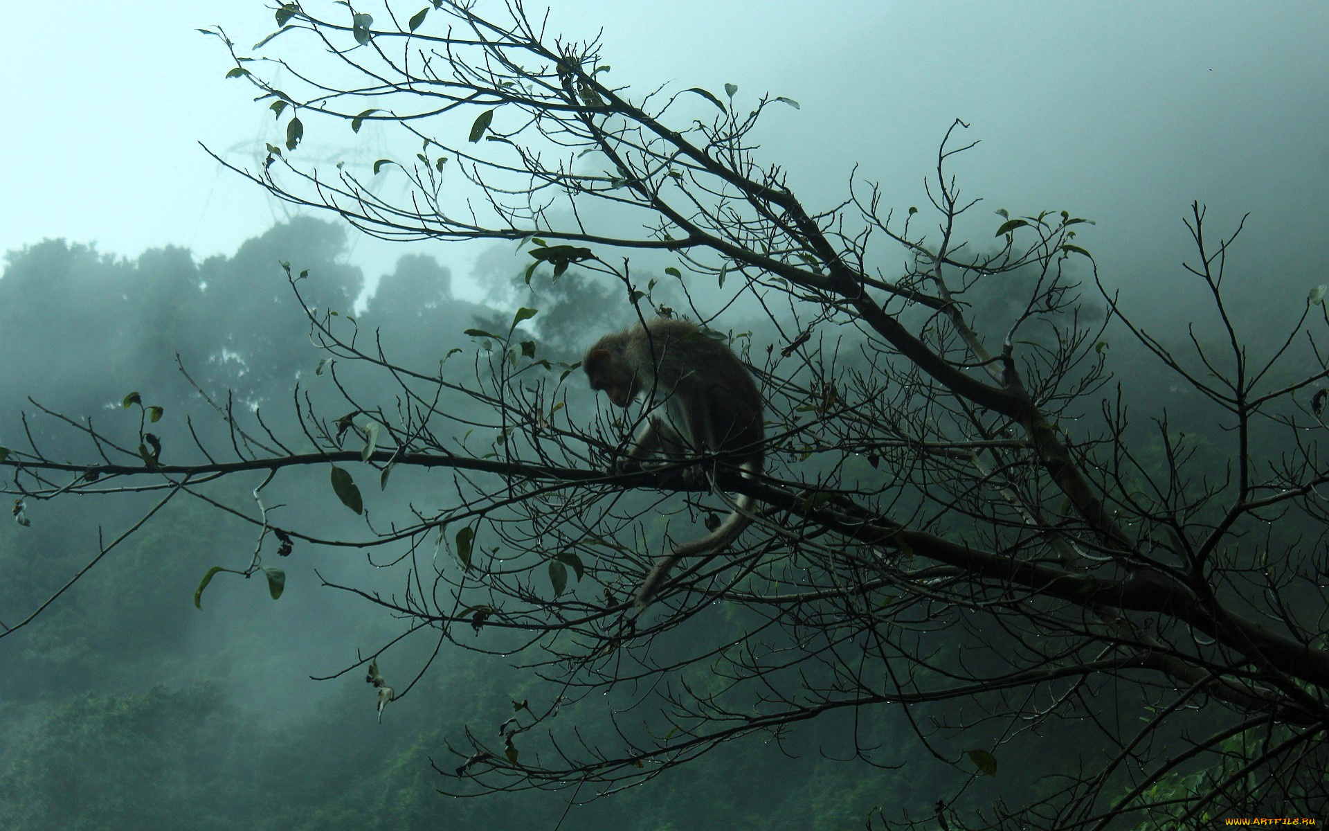 животные, обезьяны, обезьяна, ветка, деревья, туман