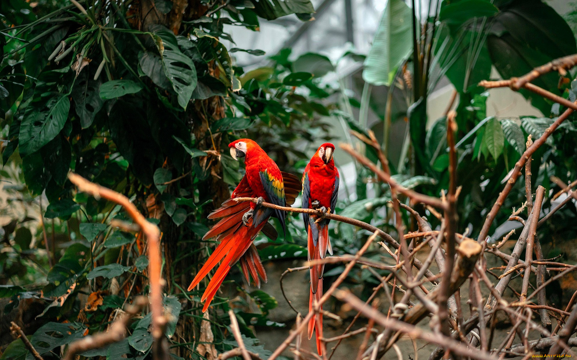 животные, попугаи, ара, ветки