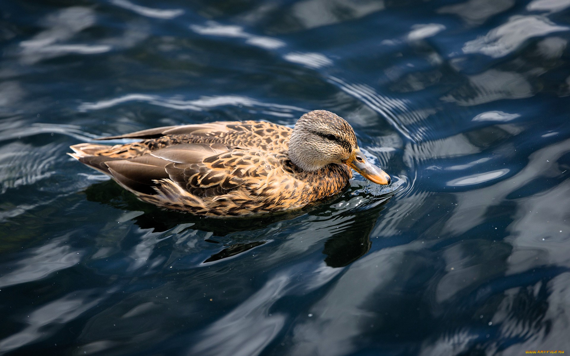 животные, утки, утка, птица, вода