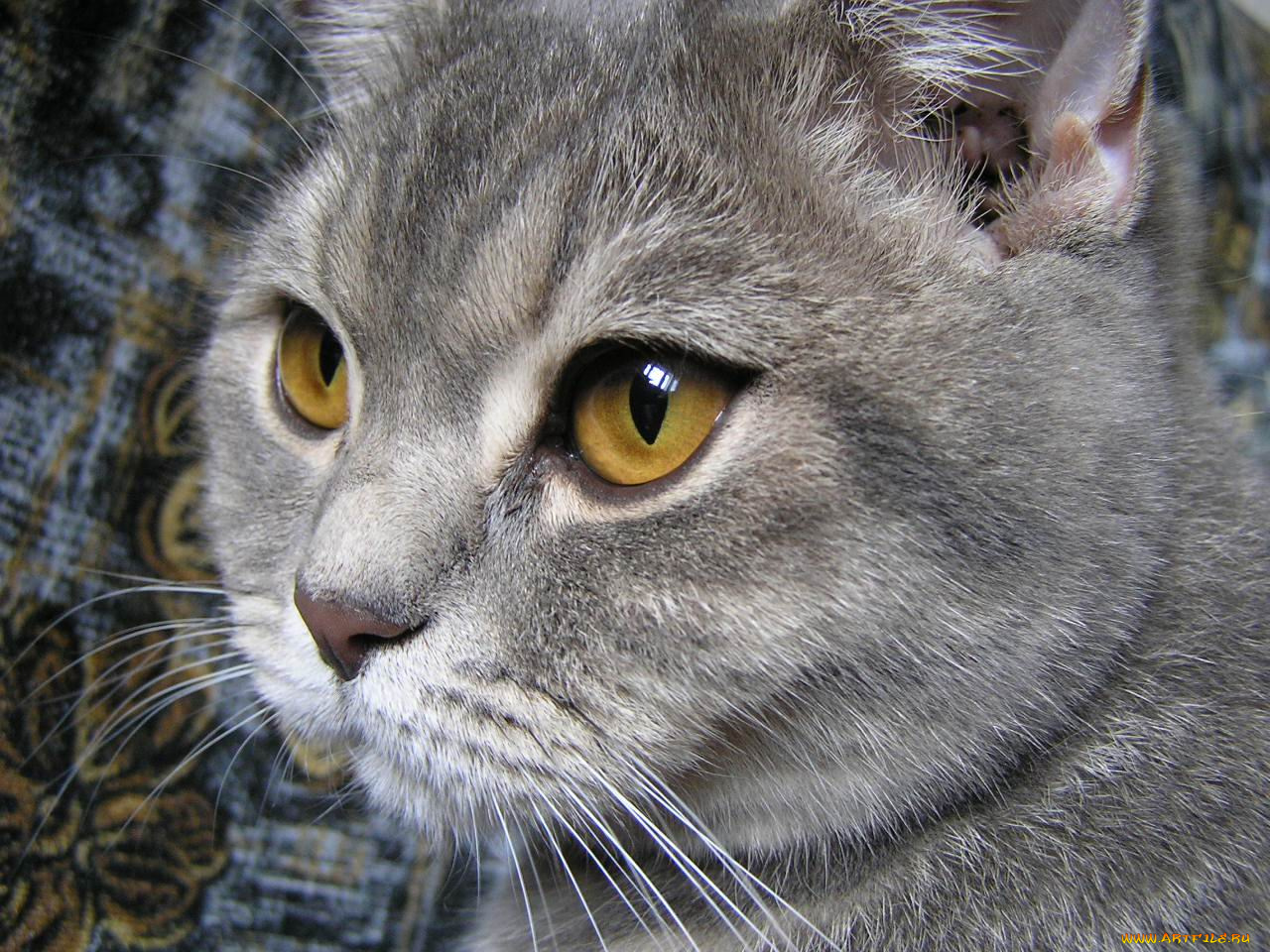 британская, животные, коты