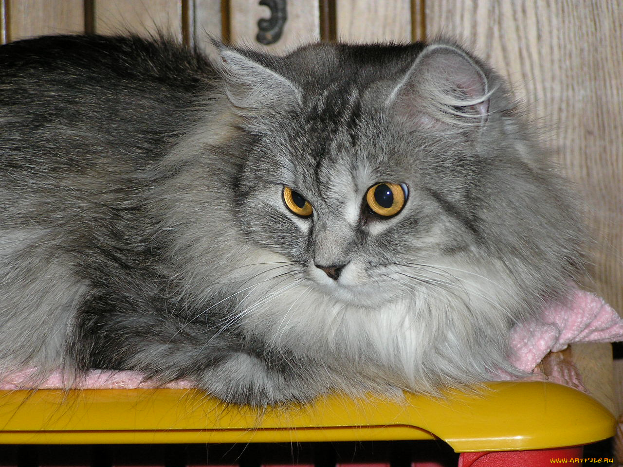 мэйн, кун, животные, коты