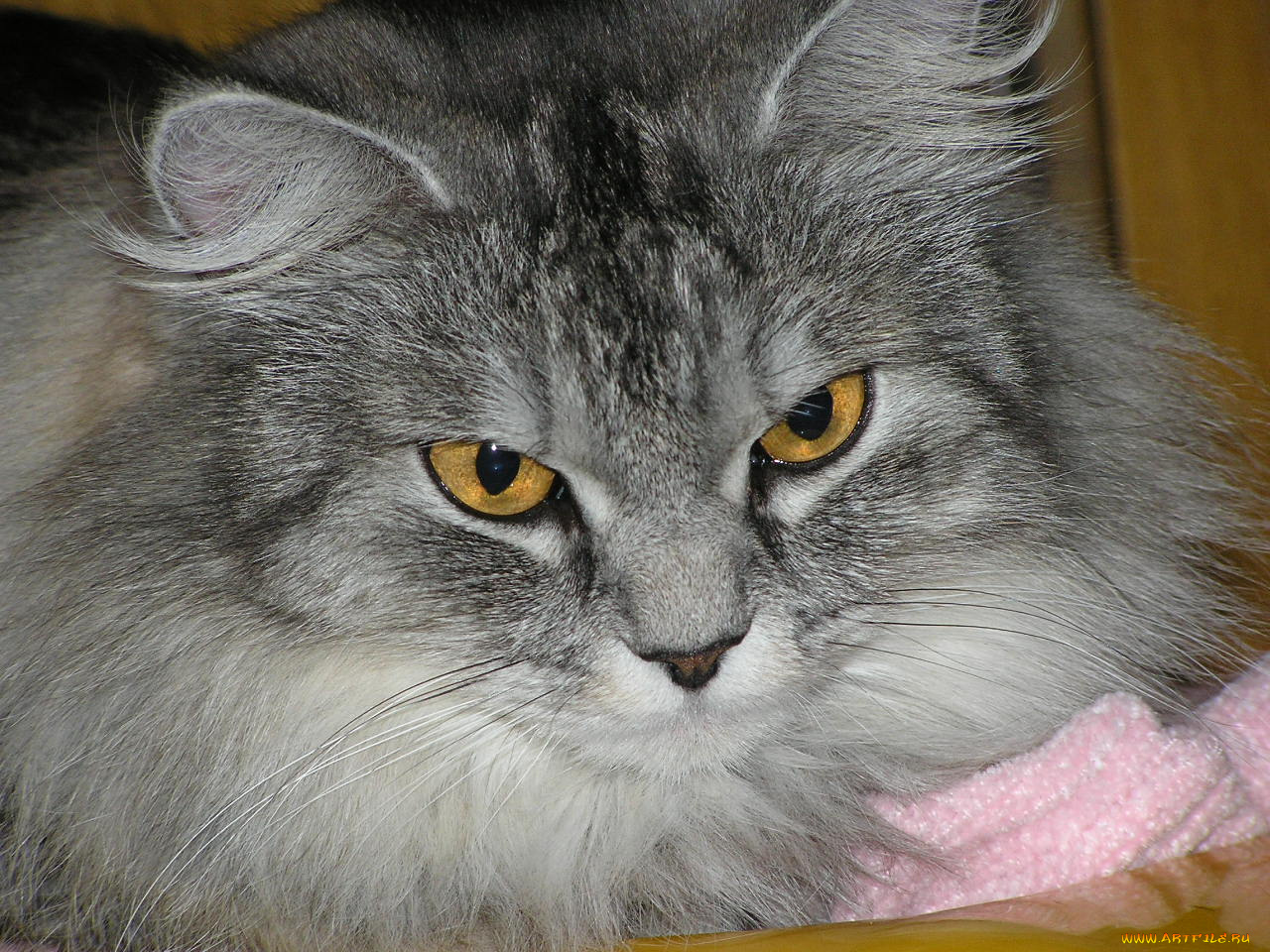 животные, коты