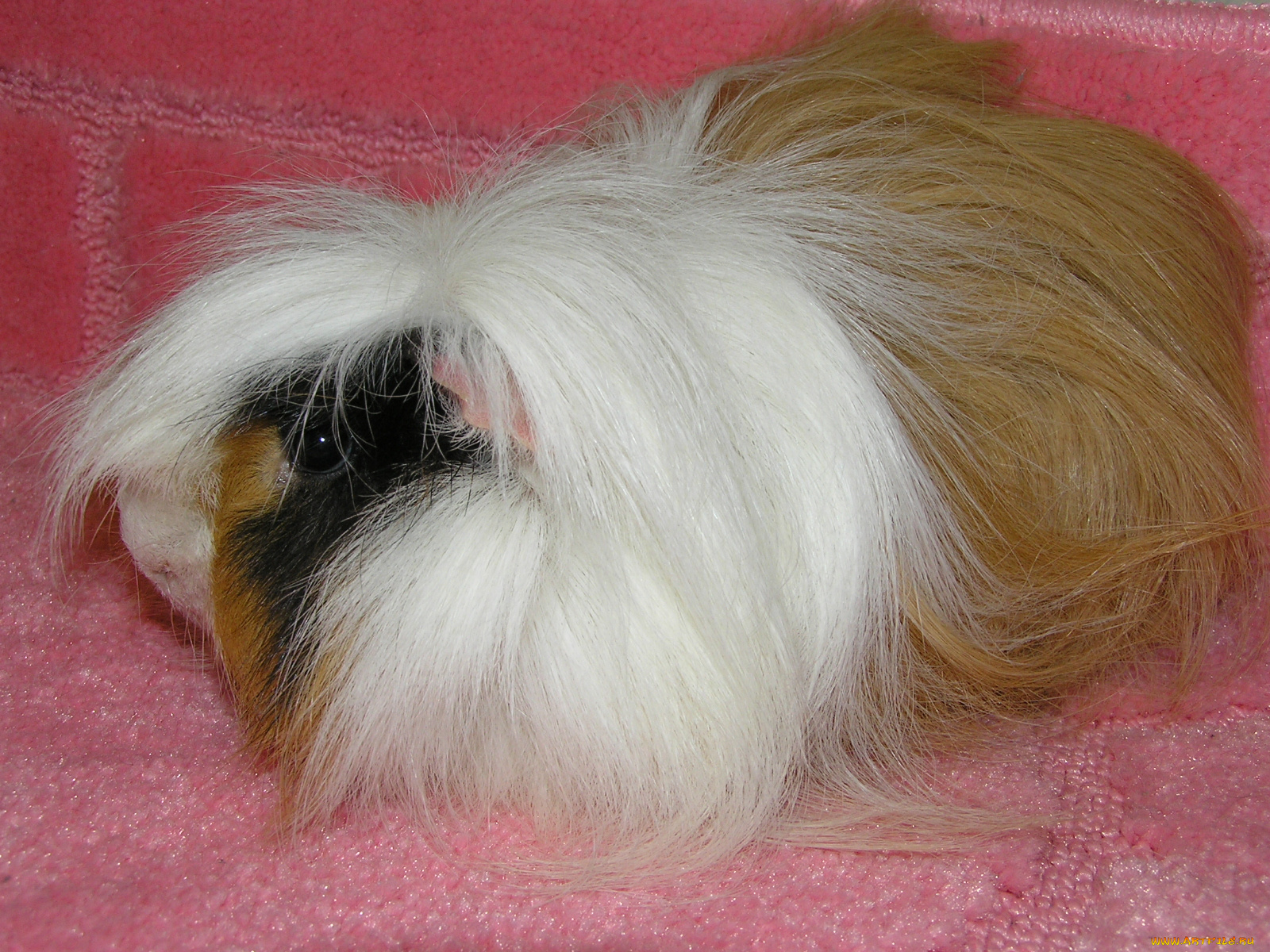 морская, свинка, животные, морские, свинки, хомяки