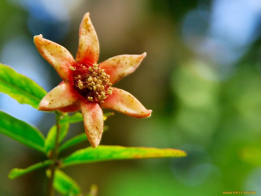 цветы, цветущие, деревья, кустарники