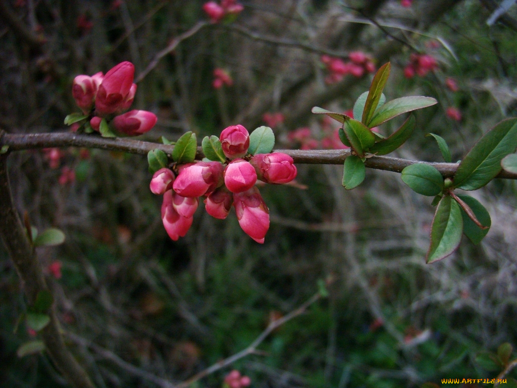 цветы, цветущие, деревья, кустарники
