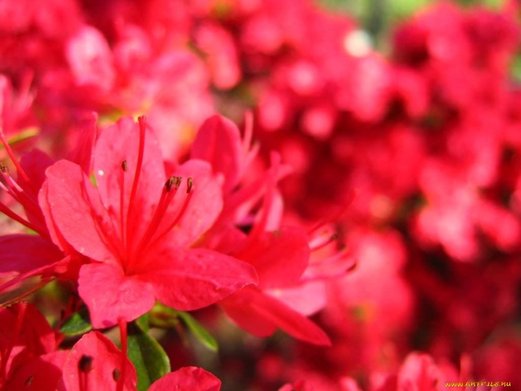 цветы, рододендроны, азалии