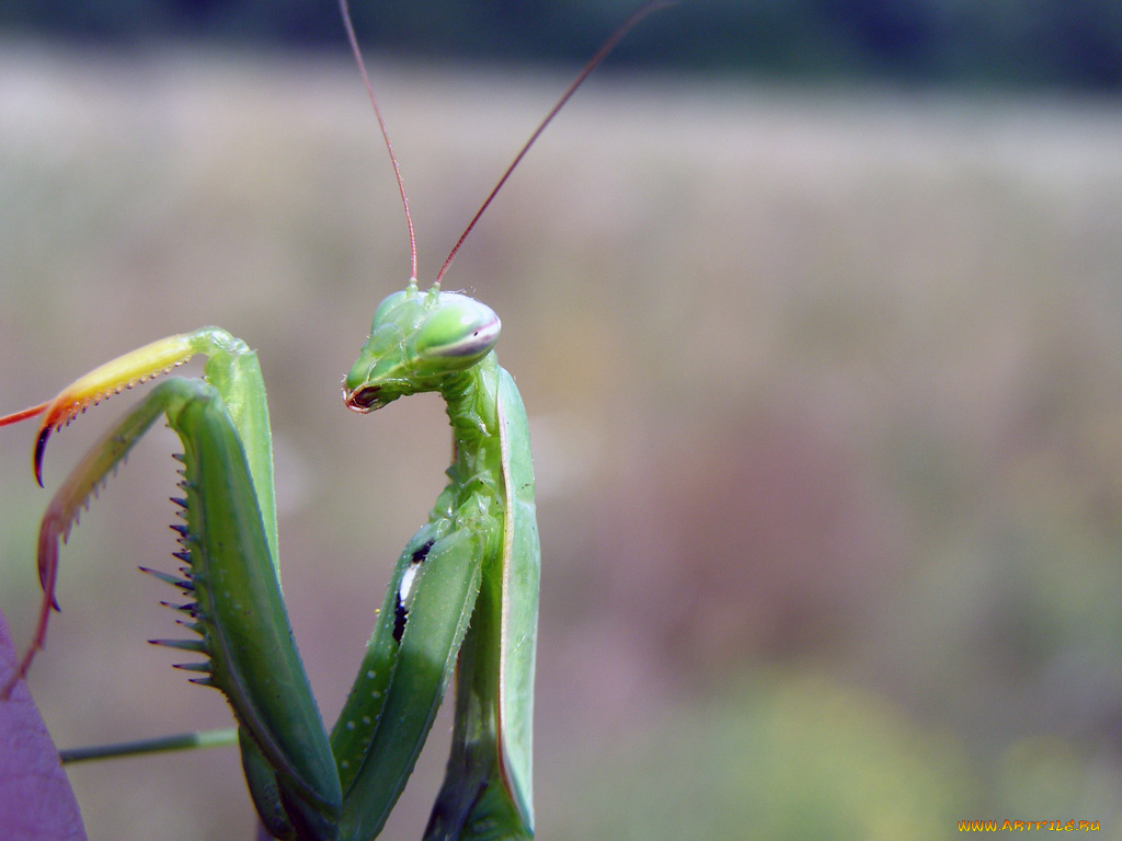 животные, богомолы