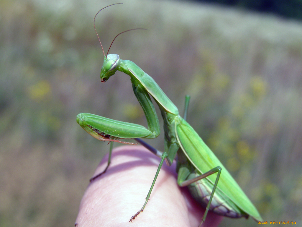 животные, богомолы
