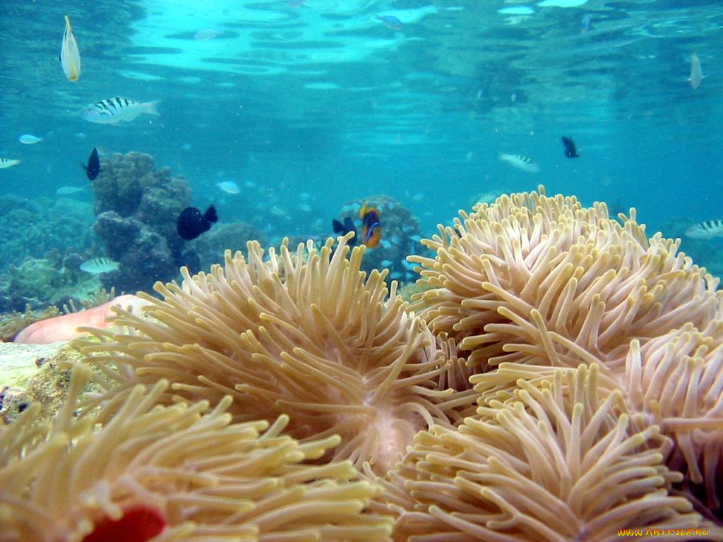 животные, морская, фауна