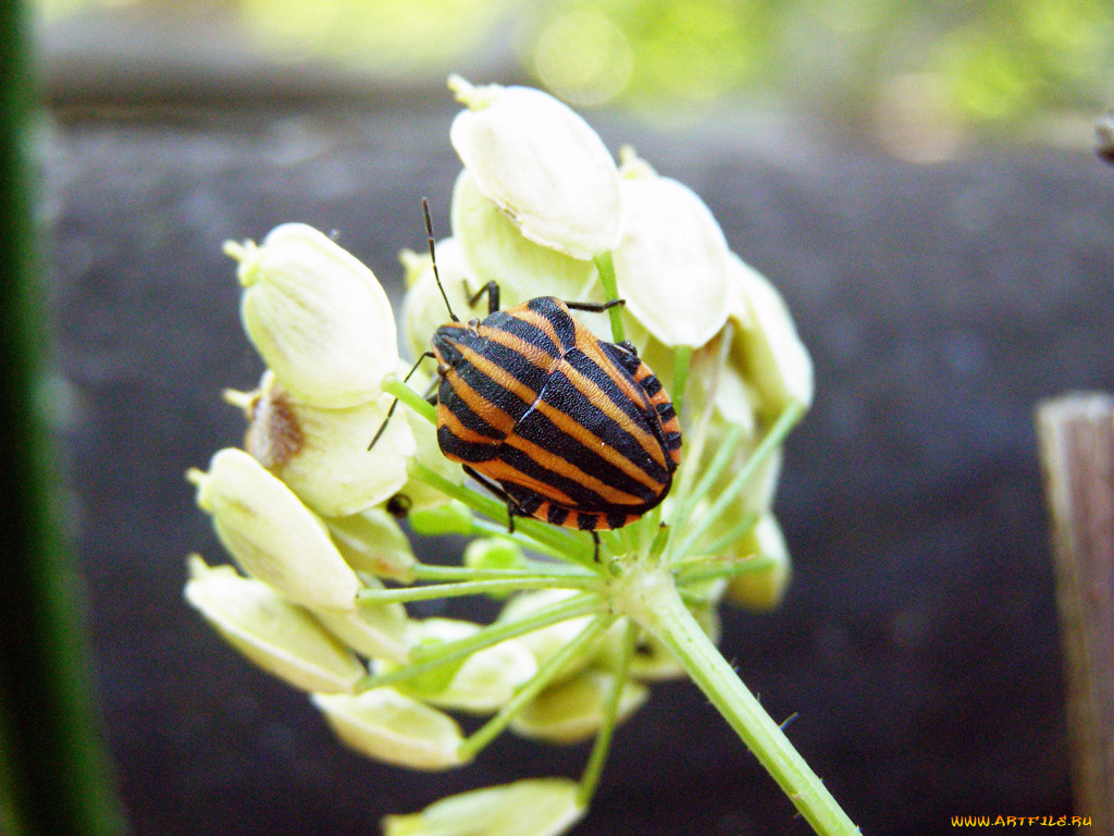 животные, насекомые
