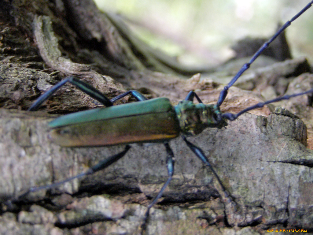 животные, насекомые