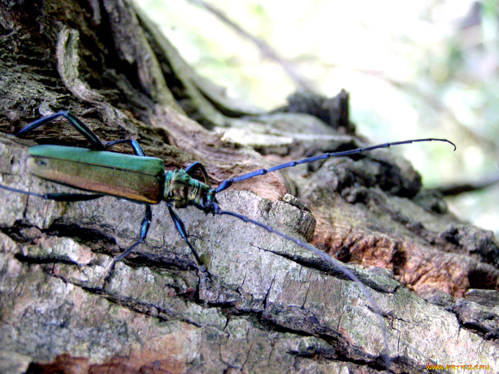 животные, насекомые
