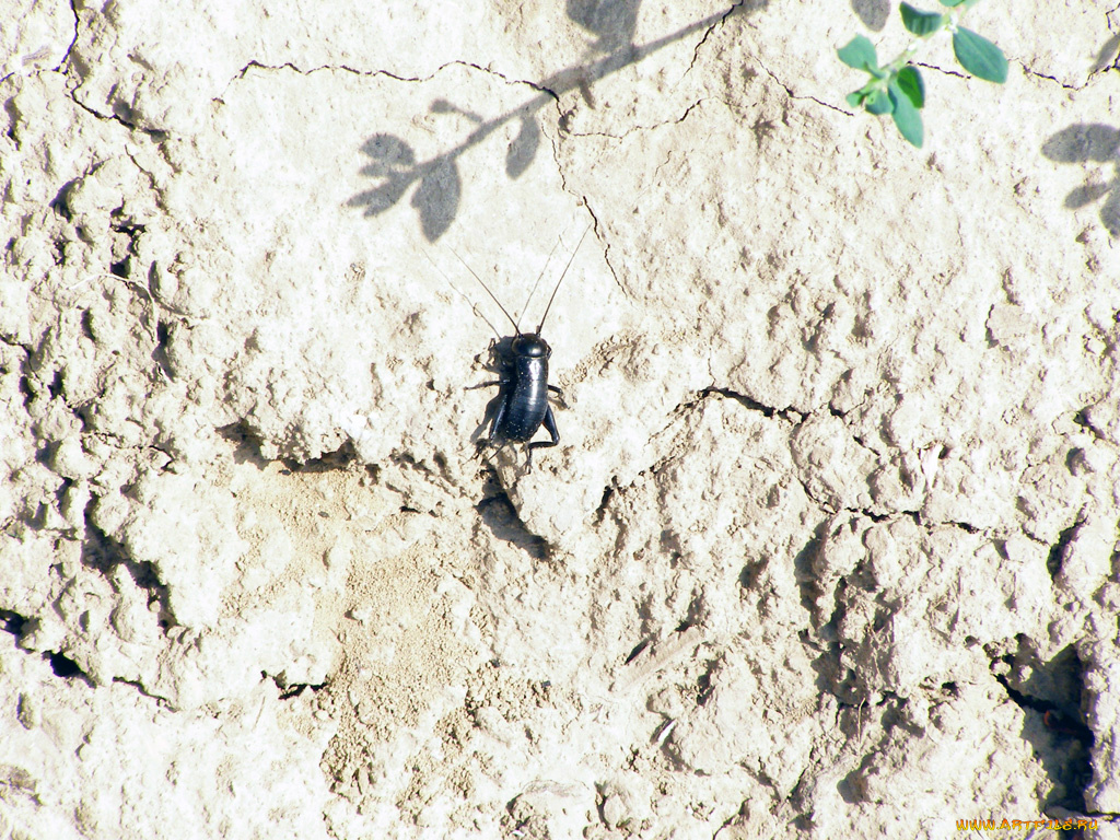 животные, насекомые