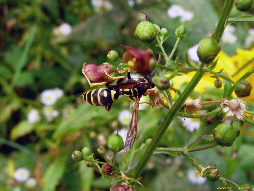 животные, пчелы, осы, шмели