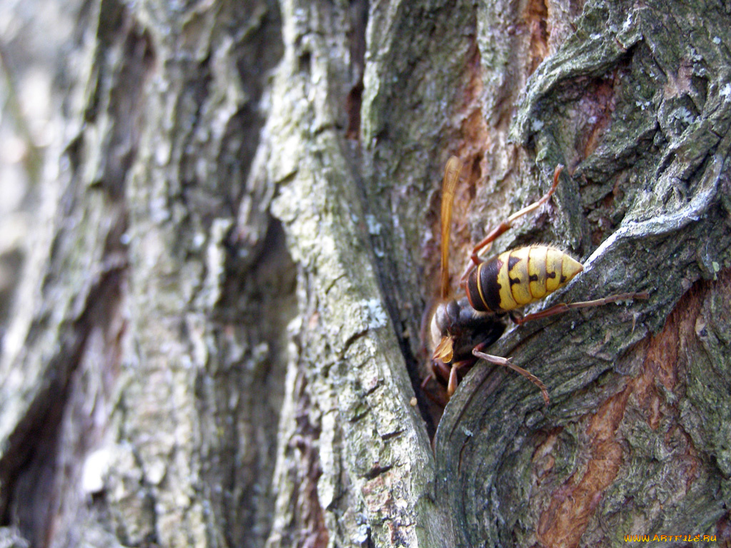 животные, пчелы, осы, шмели