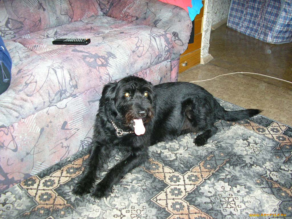 животные, собаки